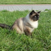 Котяра ловит кузнечиков в траве :: Вик Токарев