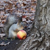Не орехом единым... :: Олег Манаенков