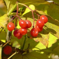 Калина готовится к листопаду :: Татьяна Смоляниченко