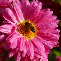 Яркое утро ноября :: Юрий. Шмаков