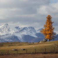 Беляши :: Sergey38 