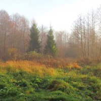 Туманный день :: Андрей Снегерёв