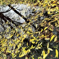 В одно окно смотрели двое... Один увидел дождь и грязь, Другой - листвы зеленой вязь, :: "The Natural World" Александер