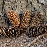 Шишички еловые :: Светлана Ищенко