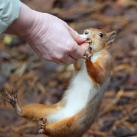 Акробатка. :: Александр Кондаков
