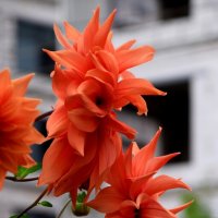 *** :: Павленко Михаил 