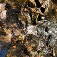 Ручей с форелями осенью :: Александр Деревяшкин