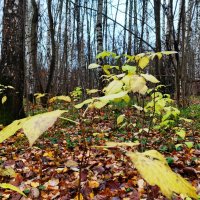 Последние не опавшие... :: Василий Палий