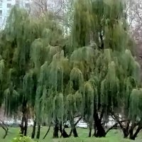 Ивушки :: Дмитрий Никитин Ивушки :: Дмитрий Никитин