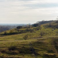 На лугу посуться ко... :: Andrej Guz