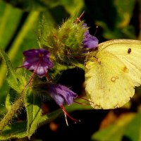 опять про бабочек...2 :: Александр Прокудин