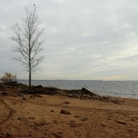 Репино. Ноябрь :: Наталья Герасимова Репино. Ноябрь :: Наталья Герасимова