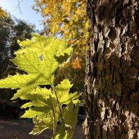 Лето поздней осенью :: Александр Деревяшкин Лето поздней осенью :: Александр Деревяшкин