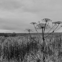 борщевик больше не опасен... :: Артём 