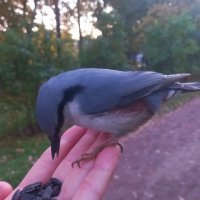 Поползень :: Сапсан 