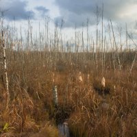 Стволы берез :: fogmeadowww m