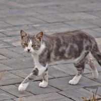 На подиуме! :: Валентина  Нефёдова 