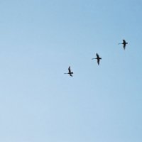 без пары :: александр 