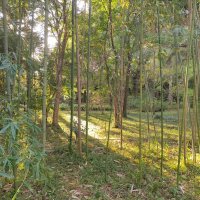 Абхазия, Ботанический сад, бамбуковая роща. Автор Саша :: Фотогруппа Весна Абхазия, Ботанический сад, бамбуковая роща. Автор Саша :: Фотогруппа Весна