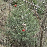 Кому что, а у меня обед. :: Евгений Голубев