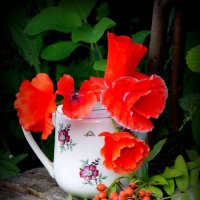 АЛЫЕ МАКИ. :: nadyasilyuk Вознюк АЛЫЕ МАКИ. :: nadyasilyuk Вознюк