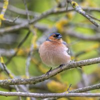 зяблик :: юрий макаров зяблик :: юрий макаров