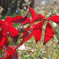 Алые флаги осенние... :: Андрей Заломленков