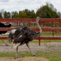 Московская область. Серпухов. Ферма «Русский страус». :: Наташа *****