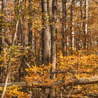 Осенний лес в горах :: Игорь Сикорский