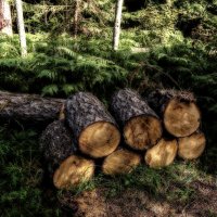 Откуда дровишки?... :: Евгений 