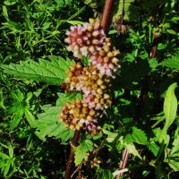 что-то на крапиве :: Елена Шаламова