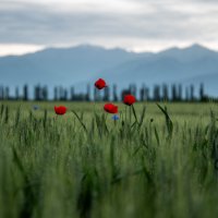 Маки Кахетии :: Юлиан Лебедев