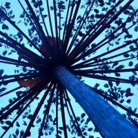 залп в небо борщевиком :: Артём 