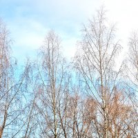 Осенняя прозрачность :: Светлана 