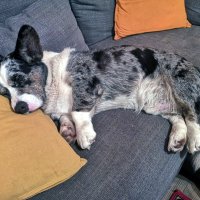 Чак отдыхает :: Ольга Довженко Чак отдыхает :: Ольга Довженко