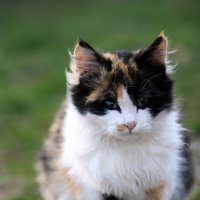 Котя :: Николай (dr.Zlo) Кузнецов Котя :: Николай (dr.Zlo) Кузнецов