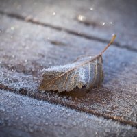 **** :: Елизавета .