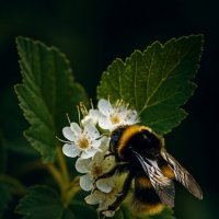 *** :: Хэлен ***