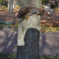 Догонялки :: Надежда 