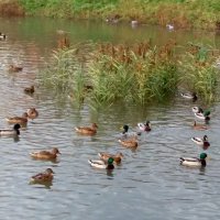 Вдоль по речке утки плавали :: Galina Solovova