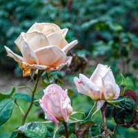 Розы в ноябре :: Варвара 