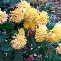 Цветы запоздалые :: Galina Solovova