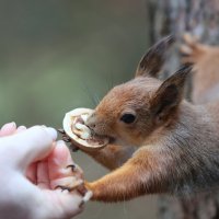 Подержи меня я поем... :: Александр Кондаков