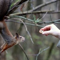Планка! :: Александр Кондаков