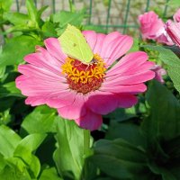 Бабочка и цинния. :: Ирина ***