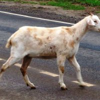 Переходит дорогу :: Андрей Снегерёв Переходит дорогу :: Андрей Снегерёв