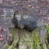 Сидя на пеньке :: Андрей Снегерёв Сидя на пеньке :: Андрей Снегерёв