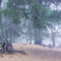 *** :: Сергей  Могутов 