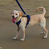 Моя любимая собака Хелли :: Владислав Воровский 