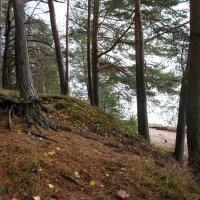 Репино :: Наталья Герасимова